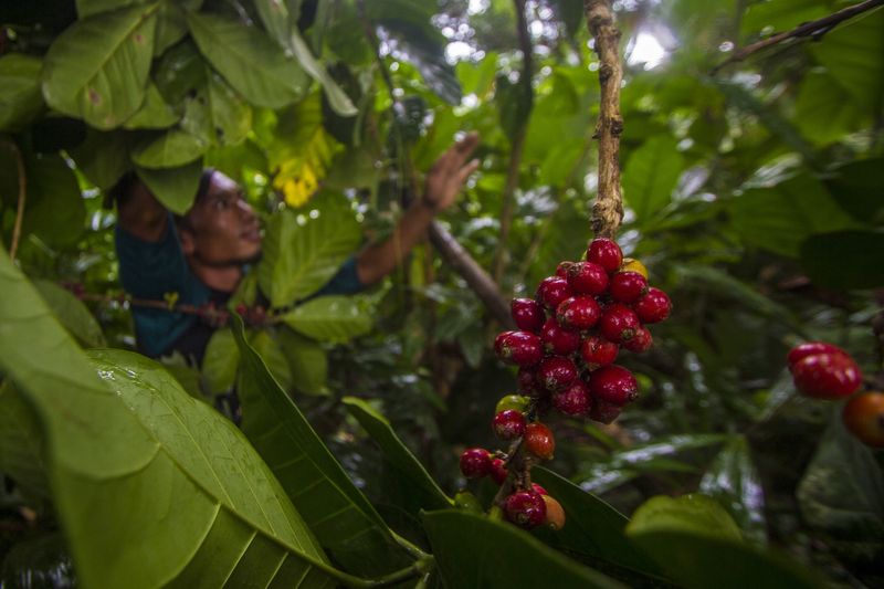 Warga menunjukkan tanaman kopi yang tumbuh di Pegunungan Meratus di Desa Alat, Hulu Sungai Tengah, Kalimantan Selatan, Kamis (26/8/2021). SPI Kalimantan Selatan merencanakan Kabupaten Hulu Sungai Tengah menjadi pusat pengembangan tanaman kopi di Kalimantan Selatan dengan menyiapkan 100 ribu bibit kopi yang akan di tanam di desa-desa pedalaman sebagai upaya peningkatan ekonomi masyarakat, hingga saat ini pihak SPI Kalsel telah menemukan tiga jenis tanaman kopi yang tumbuh di wilayah Pegunungan Meratus yaitu jenis kopi Robusta, Liberika dan Ekselsa. ANTARA FOTO/Bayu Pratama S/rwa.