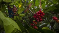 SPI Kalimantan Selatan merencanakan Kabupaten Hulu Sungai Tengah menjadi pusat pengembangan tanaman kopi di Kalimantan Selatan.