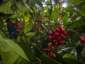 Liberica, Kopi Langka di Blitar yang Beraroma Semerbak Nangka