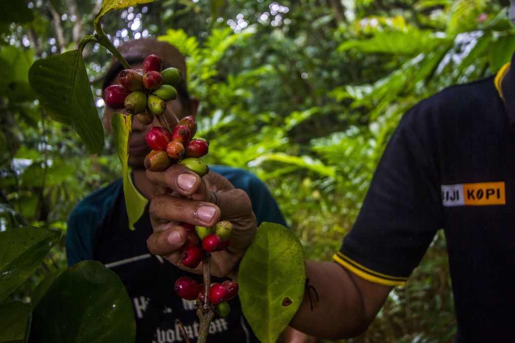 Warga menunjukkan tanaman kopi yang tumbuh di Pegunungan Meratus di Desa Alat, Hulu Sungai Tengah, Kalimantan Selatan, Kamis (26/8/2021). SPI Kalimantan Selatan merencanakan Kabupaten Hulu Sungai Tengah menjadi pusat pengembangan tanaman kopi di Kalimantan Selatan dengan menyiapkan 100 ribu bibit kopi yang akan di tanam di desa-desa pedalaman sebagai upaya peningkatan ekonomi masyarakat, hingga saat ini pihak SPI Kalsel telah menemukan tiga jenis tanaman kopi yang tumbuh di wilayah Pegunungan Meratus yaitu jenis kopi Robusta, Liberika dan Ekselsa. ANTARA FOTO/Bayu Pratama S/rwa.
