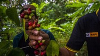 Rencananya sebanyak 100 ribu bibit akan ditanam di desa-desa pedalaman sebagai upaya peningkatan ekonomi masyarakat.