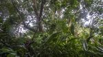 Kopi Robusta hingga Liberika Tumbuh Subur di Pegunungan Meratus