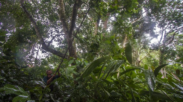 PENGEMBANGAN TANAMAN KOPI DI PEGUNUNGAN MERATUS Warga menunjukkan tanaman kopi yang tumbuh di Pegunungan Meratus di Desa Alat, Hulu Sungai Tengah, Kalimantan Selatan, Kamis (26/8/2021). SPI Kalimantan Selatan merencanakan Kabupaten Hulu Sungai Tengah menjadi pusat pengembangan tanaman kopi di Kalimantan Selatan dengan menyiapkan 100 ribu bibit kopi yang akan di tanam di desa-desa pedalaman sebagai upaya peningkatan ekonomi masyarakat, hingga saat ini pihak SPI Kalsel telah menemukan tiga jenis tanaman kopi yang tumbuh di wilayah Pegunungan Meratus yaitu jenis kopi Robusta, Liberika dan Ekselsa. ANTARA FOTO/Bayu Pratama S/rwa.