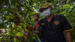 Kopi Robusta hingga Liberika Tumbuh Subur di Pegunungan Meratus