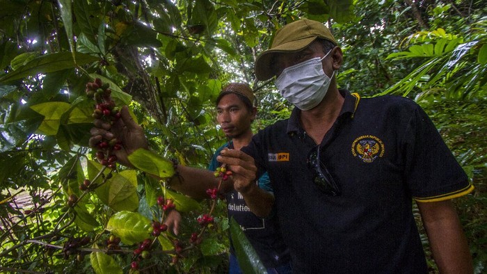 Warga menunjukkan tanaman kopi yang tumbuh di Pegunungan Meratus di Desa Alat, Hulu Sungai Tengah, Kalimantan Selatan, Kamis (26/8/2021). SPI Kalimantan Selatan merencanakan Kabupaten Hulu Sungai Tengah menjadi pusat pengembangan tanaman kopi di Kalimantan Selatan dengan menyiapkan 100 ribu bibit kopi yang akan di tanam di desa-desa pedalaman sebagai upaya peningkatan ekonomi masyarakat, hingga saat ini pihak SPI Kalsel telah menemukan tiga jenis tanaman kopi yang tumbuh di wilayah Pegunungan Meratus yaitu jenis kopi Robusta, Liberika dan Ekselsa. ANTARA FOTO/Bayu Pratama S/rwa.