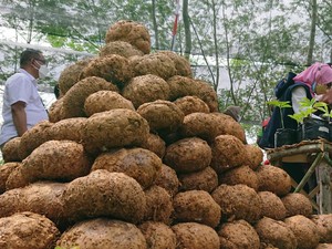 Agar Porang Tak Jadi Bumerang