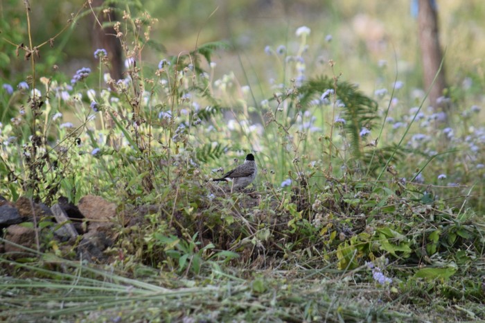 Desa di Pasuruan Ini Jadi Habitat Burung-burung Dilindungi