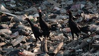 Bahkan, tampak beberapa ekor ayam bisa bermain di atas tumpukan sampah tersebut bak sebuah pulau sampah. Permukaan kali nyaris sepenuhnya tertutup sampah yang sebagian besar plastik, styrofoam, dan kayu.