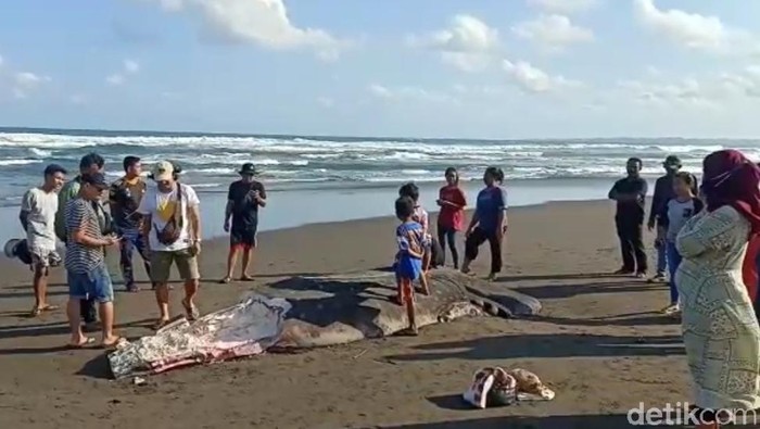 Hiu Tutul Terdampar di Pangandaran
