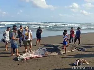 Hiu Tutul Mati Terdampar di Pangandaran, Dagingnya Diambil Warga
