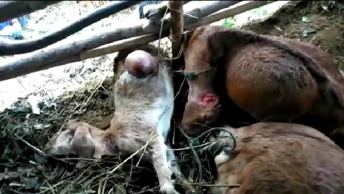 Kambing mati diserang hewan misterius di Gunungkidul, Jumat (27/8/2021).