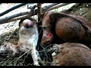 Banyak Kambing Mati Misterius di Gunungkidul, BKSDA Bakal Pasang CCTV
