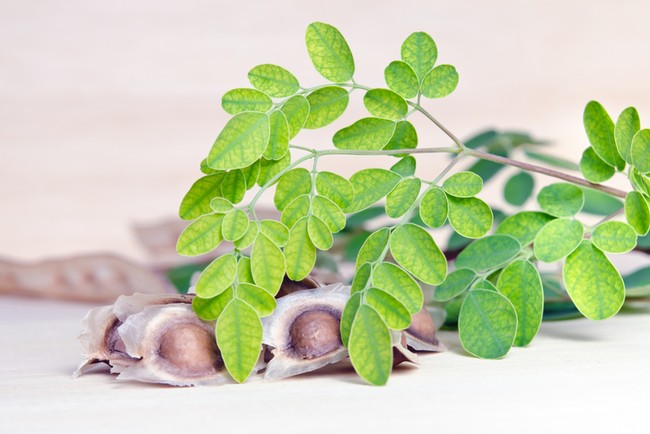 5 Mitos dan Fakta Daun Kelor yang Sering Dikaitkan Hal Mistis