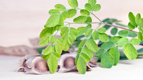 5 Mitos dan Fakta Daun Kelor yang Sering Dikaitkan Hal Mistis