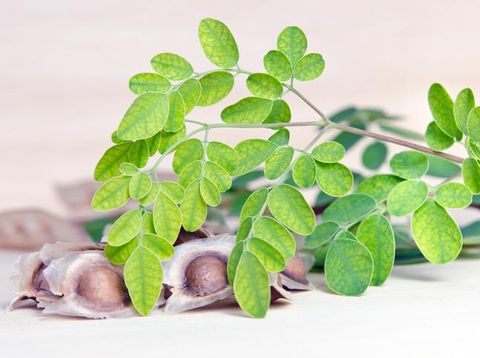 5 Mitos dan Fakta Daun Kelor yang Sering Dikaitkan Hal Mistis