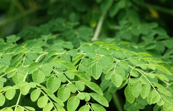 Fakta Menarik Seputar Daun Kelor yang Jarang Diketahui