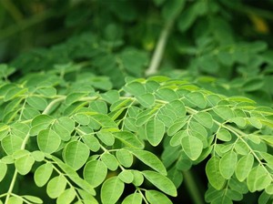 Superfood Lokal Kaya Nutrisi hingga Makanan yang Bikin Kulit Cepat Tua