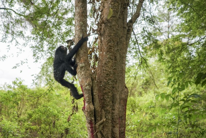 Seekor Owa Lar (Hylobates lar) menaiki pohon usai dilepasliarkan di kawasan hutan taman wisata alam Jantho, Aceh Besar, Aceh, Kamis (26/8/2021). Balai Konservasi Sumber Daya Alam (BKSDA) Aceh melepaskan lima ekor satwa liar dilindungi yakni tiga ekor Owa Siamang (Symphalangus syndactiylus), satu ekor Owa Lar (Hylobates lar) dan satu ekor Kukang (Nycticebus coucang), sebagai upaya menjaga habitat satwa di alam Aceh.  ANTARA FOTO/Khalis/Lmo/hp.
