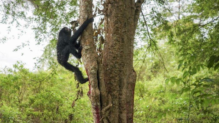 Seekor Owa Lar (Hylobates lar) menaiki pohon usai dilepasliarkan di kawasan hutan taman wisata alam Jantho, Aceh Besar, Aceh, Kamis (26/8/2021). Balai Konservasi Sumber Daya Alam (BKSDA) Aceh melepaskan lima ekor satwa liar dilindungi yakni tiga ekor Owa Siamang (Symphalangus syndactiylus), satu ekor Owa Lar (Hylobates lar) dan satu ekor Kukang (Nycticebus coucang), sebagai upaya menjaga habitat satwa di alam Aceh.  ANTARA FOTO/Khalis/Lmo/hp.