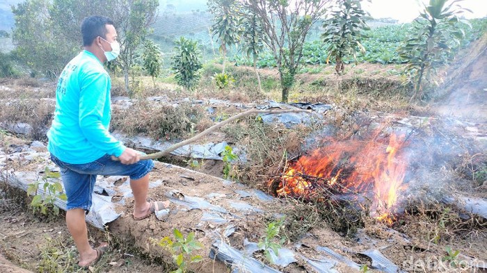 Petani cabai di Majalengka bakar tanamannya akibat harga jual anjlok