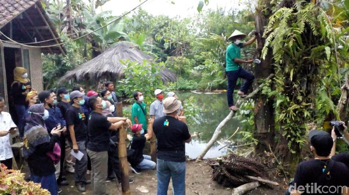 Sejumlah petani milenial tengah belajar cara mengambil gula aren