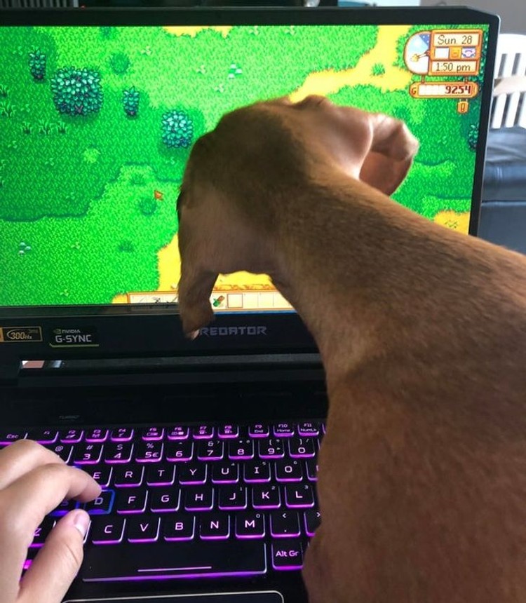 Foto mengecoh mata