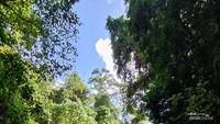 Di kelilingi hutan tropis