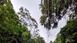 Indahnya Air Terjun Malane di Tolitoli, Sulawesi Tengah