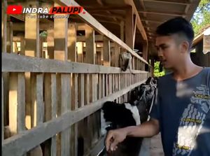 Kisah Agung Peternak Muda yang Sukses Gemukkan Kambing dengan Pakan Fermentasi