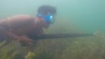 Intip Keseruan Memanah Ikan di Danau Singkarak