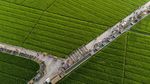 Hamparan Lahan Persawahan di Karawang Ini Bikin Hati Adem