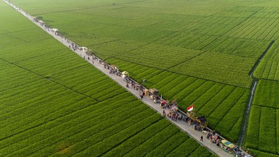 Hamparan Lahan Persawahan di Karawang Ini Bikin Hati Adem