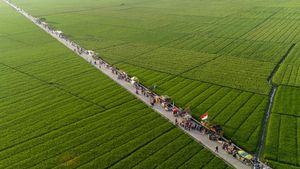 Hamparan Lahan Persawahan di Karawang Ini Bikin Hati Adem