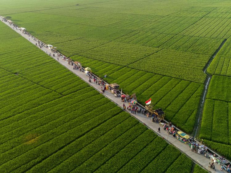 Hamparan Lahan Persawahan di Karawang Ini Bikin Hati Adem