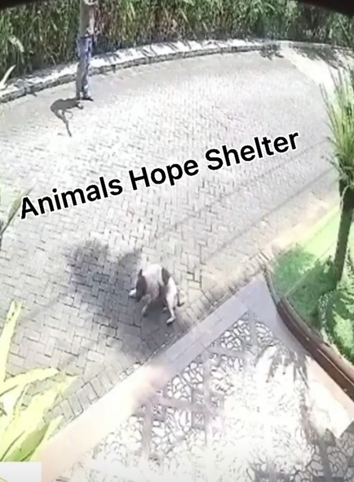 Viral, Video Anjing Ditembak Senapan Angin