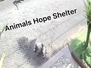 Aktivis Animal Kecam Penembakan Anjing Lalu Diseret yang Viral di Medsos