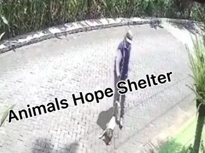 Viral, Video Anjing Ditembak Senapan Angin