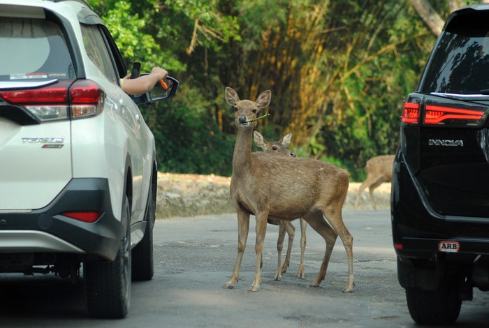 Taman Safari Indonesia Bogor kembali dibuka untuk wisatawan. Meski begitu kawasan wisata itu dibuka secara terbatas karena Bogor masih terapkan PPKM level 3.