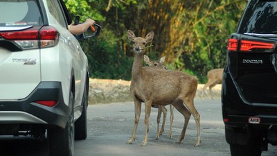 Bogor PPKM Level 3, Taman Safari Dibuka Secara Terbatas