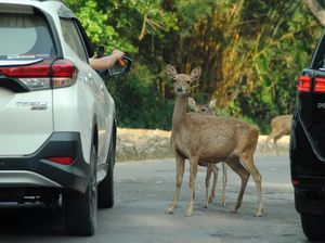 Bogor PPKM Level 3, Taman Safari Dibuka Secara Terbatas