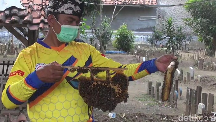 Melihat Budi Daya Lebah Madu di Kompleks Makam Tegal