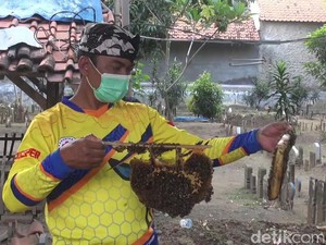 Melihat Budi Daya Lebah Madu di Kompleks Makam Tegal