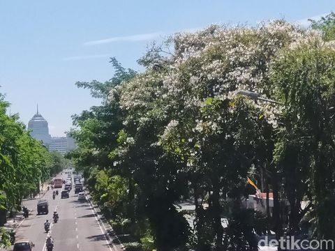 Bunga tabebuya di sejumlah jalan di Surabaya mulai bermekaran. Mekarnya bunga tabebuya membuat Kota Surabaya semakin indah.