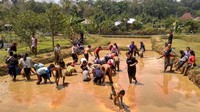Untuk paket Nyawah, traveler cukup membayar Rp 80 ribu per orang. Traveler akan diajak kegiatan pengenalan sendang dan area persawahan, pengenalan ikan dan tangkap ikan, dan praktik menanam Padi.  (Instagram/@desawisatakandri)