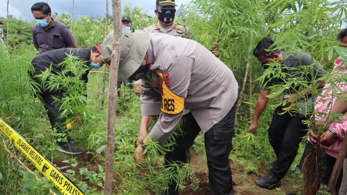 Polisi mengungkap ladang ganja di Dairi, Sumut