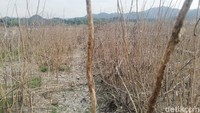 Ilalang yang tumbuh di dalam air tampak mati mengering seiring permukaan air waduk yang mulai menyusut.