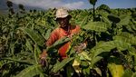 Asa Petani Tembakau di Tengah Kenaikan Cukai Rokok