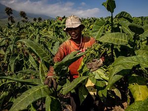 Bergulir Rencana Revisi Aturan Rokok, Bagaimana Dampaknya ke Petani?