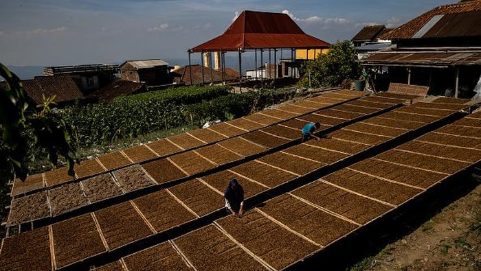 TEMANGGUNG, INDONESIA - AUGUST 27: An Indonesian worker checks packed tobacco before delivering to the factory on August 27, 2021 in Temanggung, Indonesia. The tobacco industry in Indonesia has faced severe challenges due to the heavy rains in the dry season, the prolonged COVID-19 pandemic, and the increase of the cigarette tax excise slated for 2022. (Photo by Robertus Pudyanto/Getty Images)