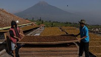 Kalangan petani di Kabupaten Temanggung berharap hasil panen tembakau tahun 2021 bisa terserap semua oleh pabrik rokok.  